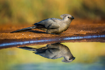 Grey go away bird drinking in waterhole with reflection in Kruger National park, South Africa ; Specie Corythaixoides concolor family of Musophagidae