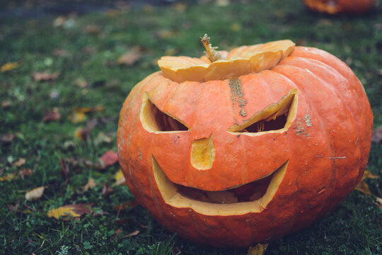 Halloween pumpkins with scary faces on green grass and yellow leaves in park.