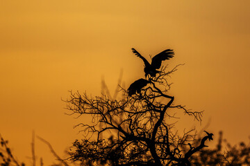 Two Hooded vulture perching on a tree at sunset in Kruger National park, South Africa ; Specie...