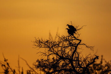 Two Hooded vulture perching on a tree at sunset in Kruger National park, South Africa ; Specie...