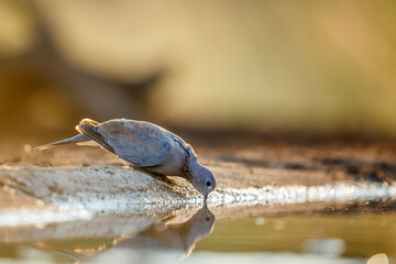 Laughing Dove drinking in waterhole at dawn in Kruger National park, South Africa ; Specie Streptopelia senegalensis family of Columbidae