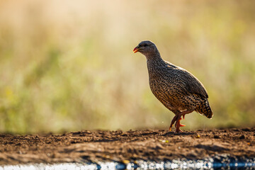 Natal francolin walking isolated in natural background in Kruger National park, South Africa ; Specie Pternistis natalensis family of Phasianidae