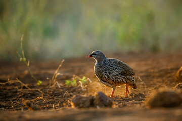 Natal francolin walking at dawn in Kruger National park, South Africa ; Specie Pternistis natalensis family of Phasianidae