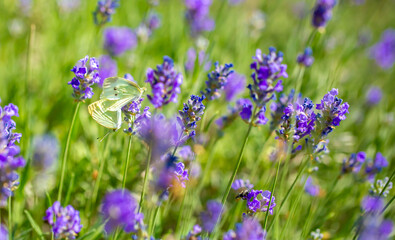 Butterflies on spring lavender flowers under sunlight. Beautiful landscape of nature with a panoramic view. Hi spring. long banner