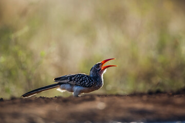 Southern Red billed Hornbill eating ground level in backlit in Kruger National park, South Africa ; Specie Tockus rufirostris family of Bucerotidae
