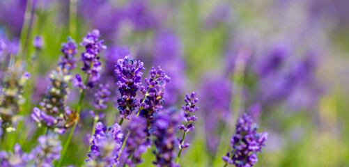 Obraz premium Spring lavender flowers under sunlight. Lilac flowers close up. Beautiful landscape of nature with a panoramic view. Hi spring. long banner