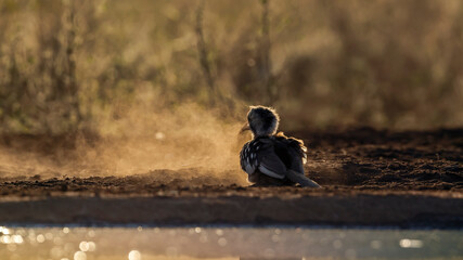 Southern Red billed Hornbill grooming in sand in backlit twilight in Kruger National park, South...