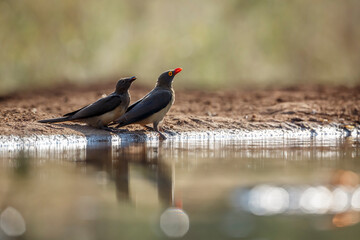 Two Red billed Oxpecker along waterhole in backlit in Kruger National park, South Africa ; Specie...