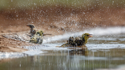 Red headed weaver bathing in waterhole in Kruger National park, South Africa ; Specie Anaplectes...
