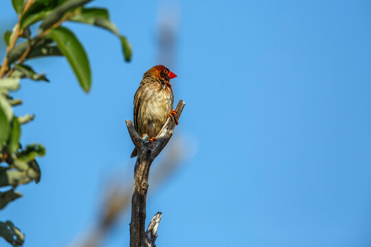 Red-billed Quelea male isolated in blue sky in Kruger National park, South Africa ; Specie Quelea quelea family of Ploceidae