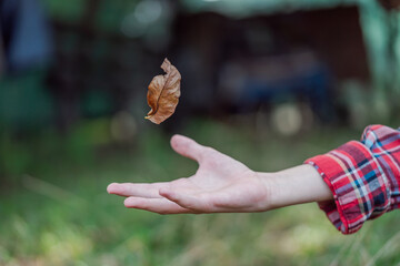 Boy catches yellow maple leaf falling from a tree. Autumn./Leaves fall. High quality photo