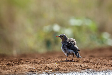Wattled Starling shaking feather after bath in Kruger National park, South Africa ; Specie Creatophora cinerea family of Sturnidae