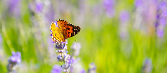 Butterflies on spring lavender flowers under sunlight. Beautiful landscape of nature with a panoramic view. Hi spring. long banner