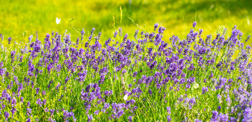 Spring lavender flowers under sunlight. Lilac flowers close up. Beautiful landscape of nature with a panoramic view. Hi spring. long banner