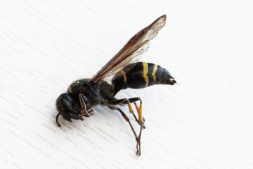 Photo of a wasp lying dead.