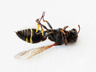 Horizontal photo of a dead bee on a white background.