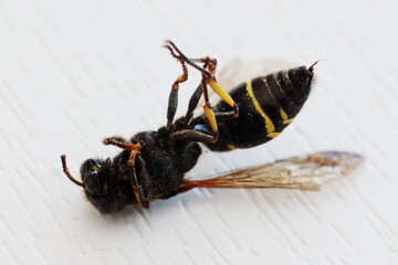 Photo of a wasp lying dead.