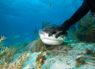Diver interacting with a tiger shark.