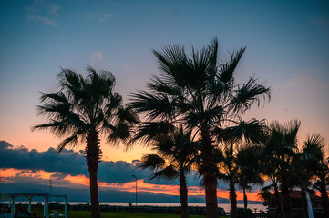 Obraz premium silhouette of a tropical palm tree against the background of a beautiful evening sky near the Mediterranean coast 9