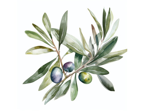 Watercolor floral illustration of olive leaf branch and green olives. Pattern of decorative floral elements on white background