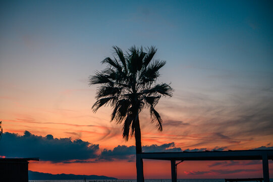 silhouette of a tropical palm tree against the background of a beautiful evening sky near the Mediterranean coast 5