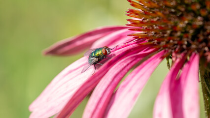 Mucha zielona © Pabarte