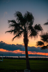 silhouette of a tropical palm tree against the background of a beautiful evening sky near the...