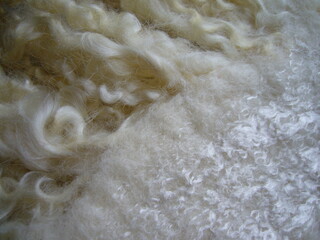 Curls of natural sheep wool for needlework, felting. Texture of natural fur. Natural wool.