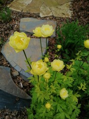 beautiful yellow blooming Trollius lemon queen near the stone path in the summer garden. Floral Wallpaper