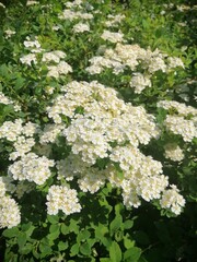 beautiful white blooming Spiraea vanhouttei in the summer garden. Floral Wallpaper