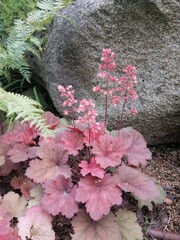 Blooming Heuchera or Heucherella with pink inflorescences and red leaves near a huge stone and fern leaves in the summer garden. Floral wallpaper
