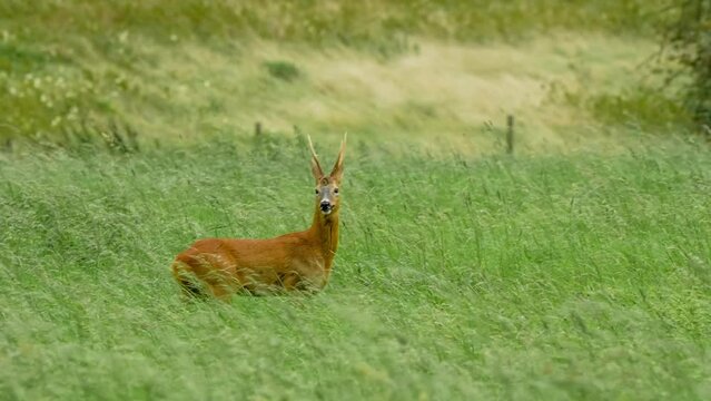 a wild Roe Deer (Capreolus capreolus) running and feeding in meadow grasslands, Wiltshire UK