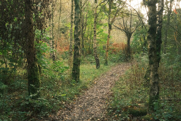path in the woods