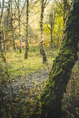 autumn forest in the morning