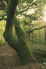 autumn in the forest