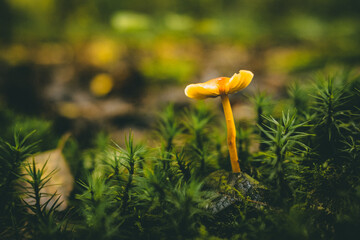 mushroom in the forest