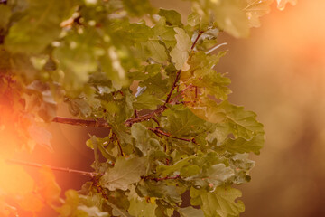 Oak tree leaves close up nature background with blurred bokeh background in public park beautiful nature background. Lens flare.