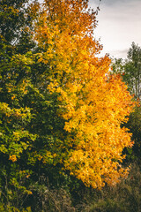 autumn trees in the park