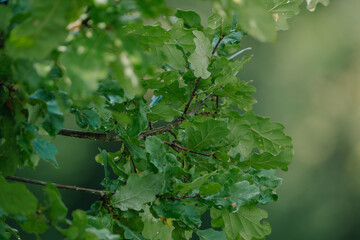 Oak tree leaves close up nature background with blurred bokeh background in public park beautiful nature background