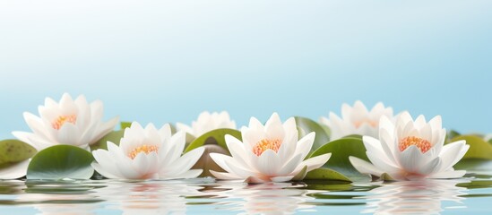 Fototapeta na wymiar Lotus flower in nature