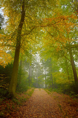 Beautiful Pathway through the autumn park in Germany