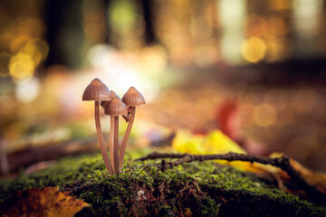 grzyby, Grzybówka krwista, grzyb © RobertM