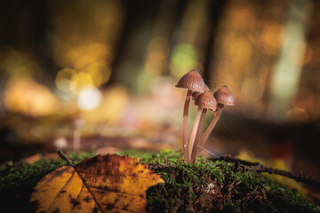 grzyby, Grzybówka krwista, grzyb © RobertM