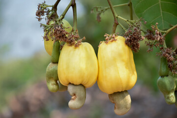 Bunch of ripe and raw cashew apple hanging on cashew tree branch, soft and selective focus.