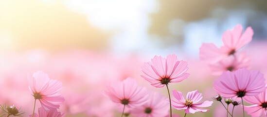 Pink flower in a sunny summer garden