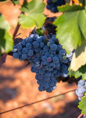 Ripe clusters of Moldovan purple wine grapes in Greece