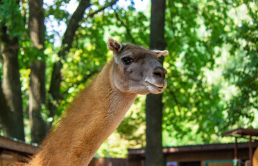 The llama looks into the camera. © Anna