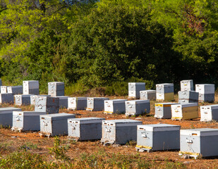 Eco friendly apiary in a pine forest on the island Evia in Greece