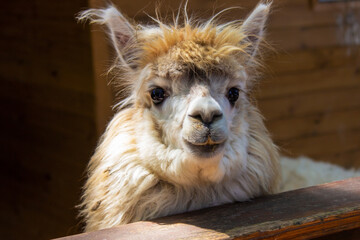 Alpaca looking into the camera.