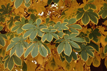 colors of horse chestnut leaves in autumn